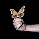 Soulwax – Idiots In Love